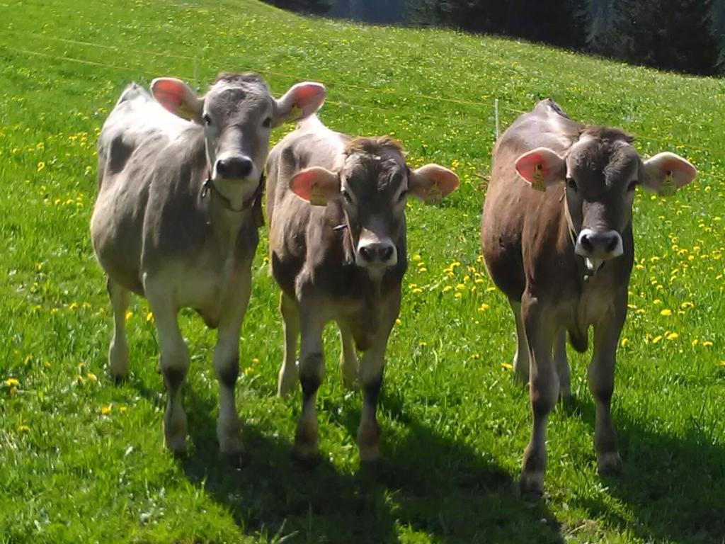 Bauernhof Duenser Au (Vorarlberg)