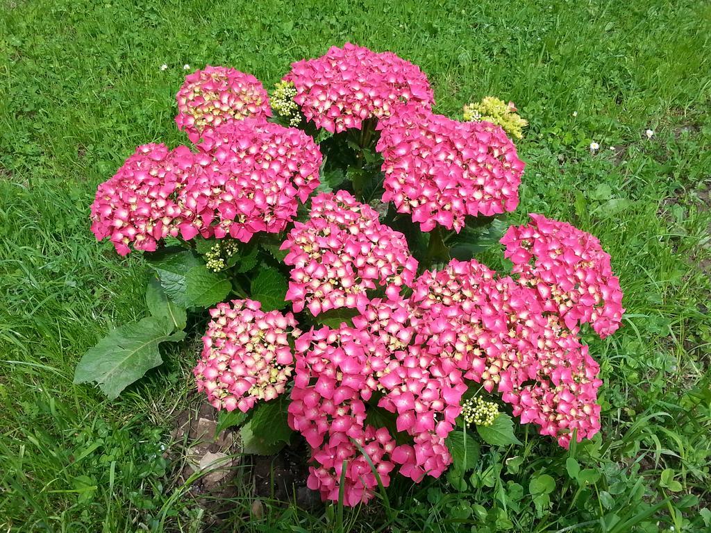 Bauernhof Dunser Farm stay