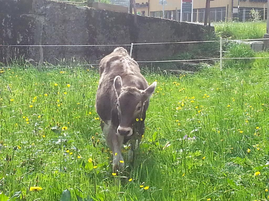 Farm stay Bauernhof Dunser Au (Vorarlberg)