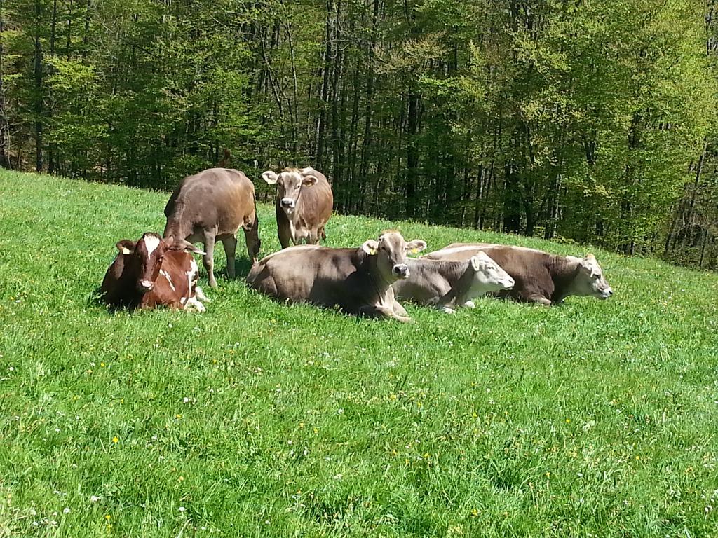 Bauernhof Duenser Farma *