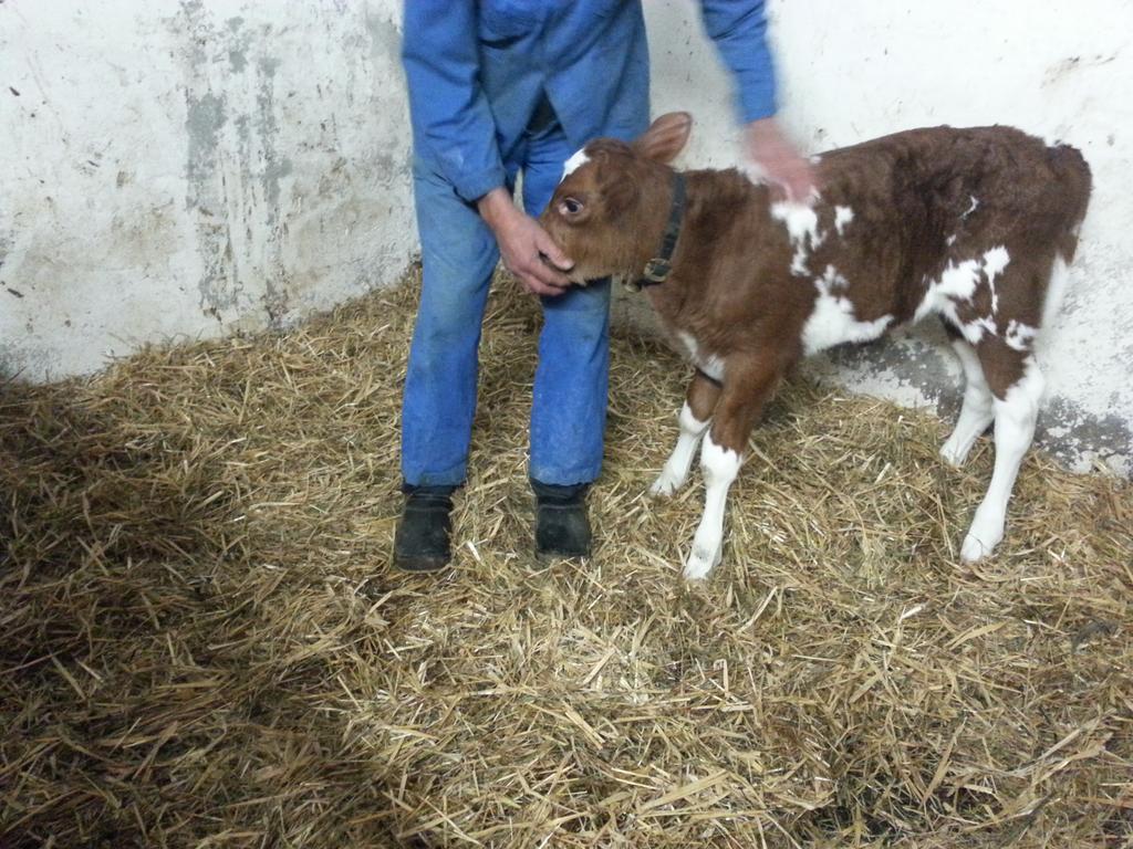 Farma Bauernhof Duenser